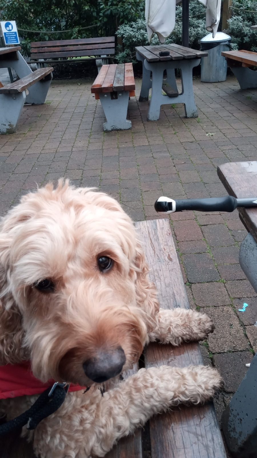 A cream cockapoo resting its chin and paws on a picnic bench in the cafe's outdoor seating area