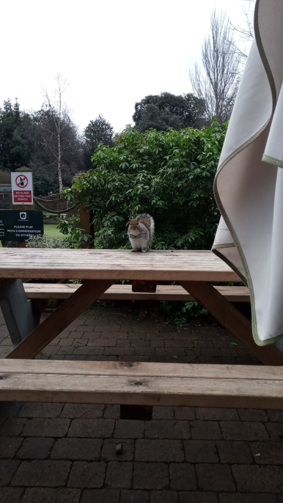 The cafe's paved outdoor terrace in Wandsworth Park, with a wooden picnic bench, a squirrel on the table top and bare trees behind